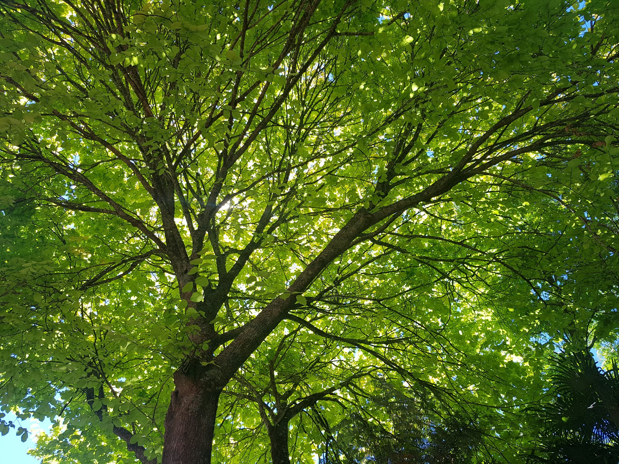 Großer Baum mit dichtem grünem Laub