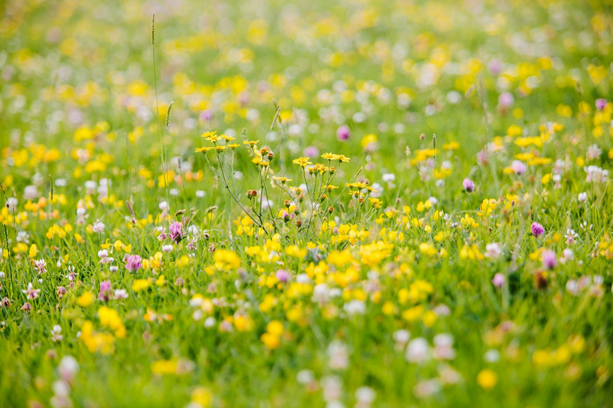 Blühende Wiese mit gelben Blumen