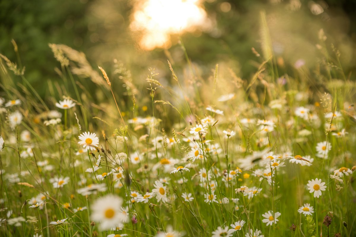 Margeriten im Abendlicht
