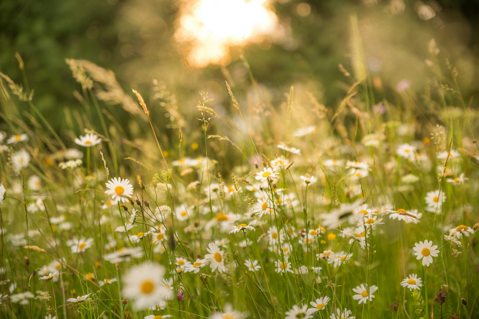 Margeriten im Abendlicht