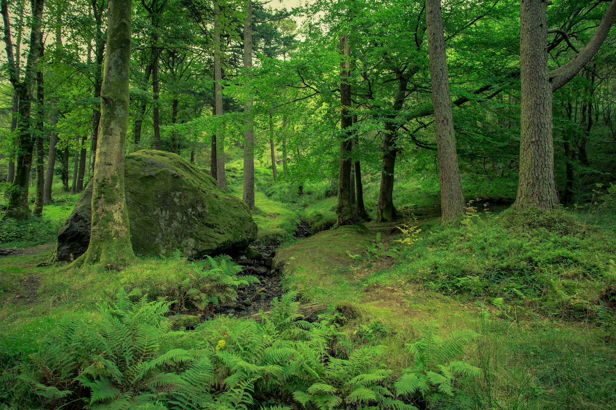 Lichter grüner Wald