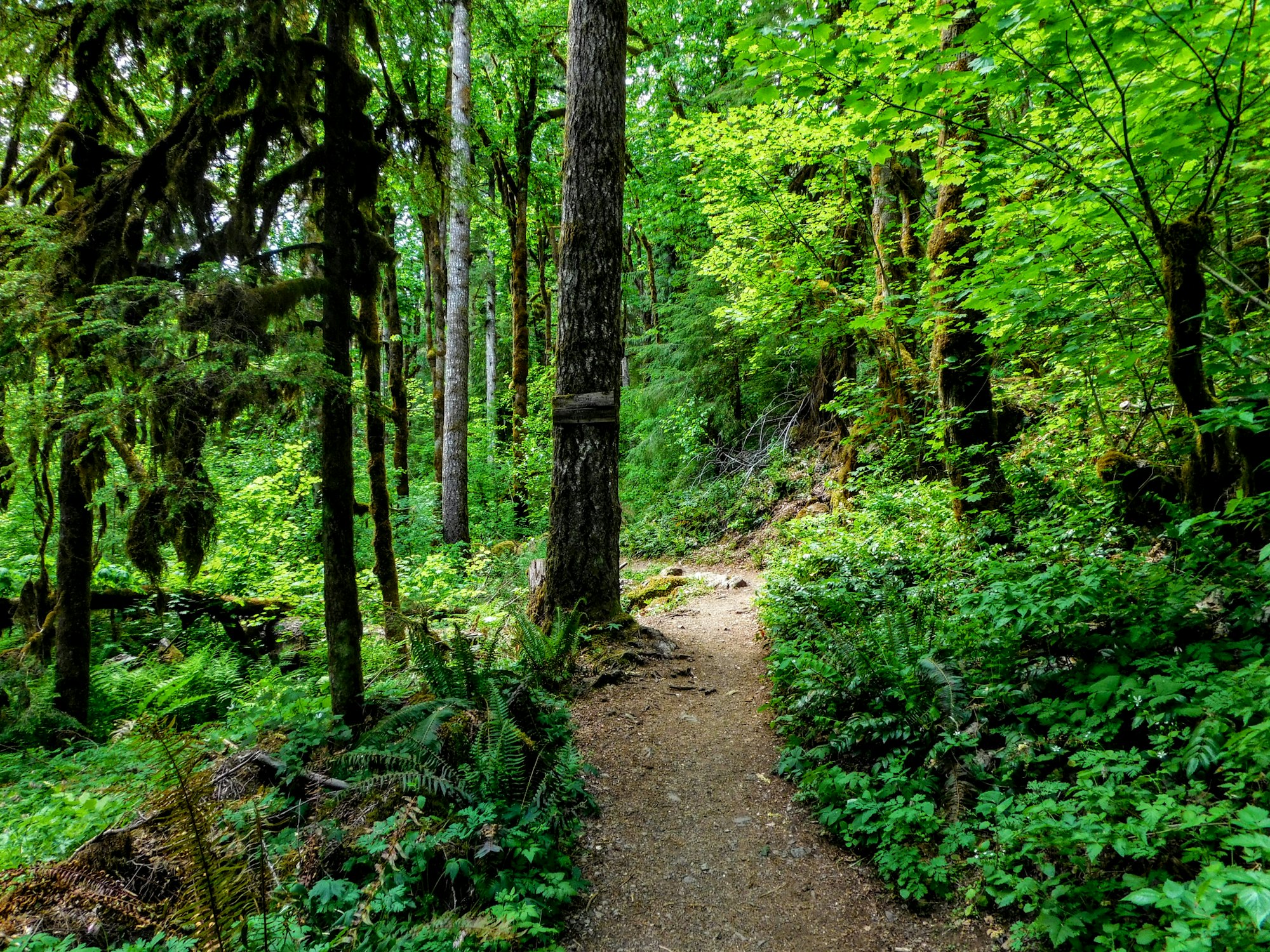 Pfad durch frühlingsgrünen Wald