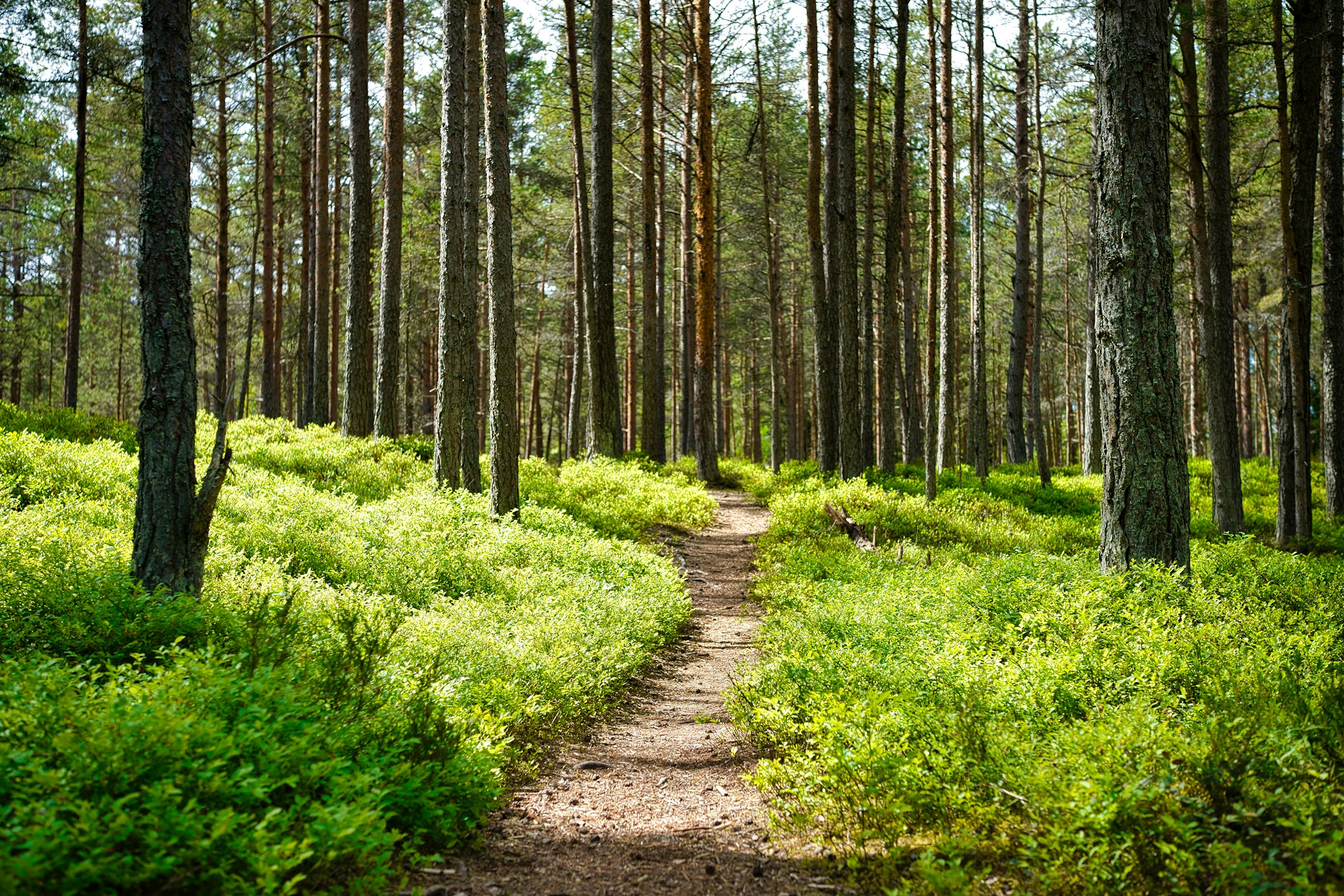 Heller Weg durch lichten Wald